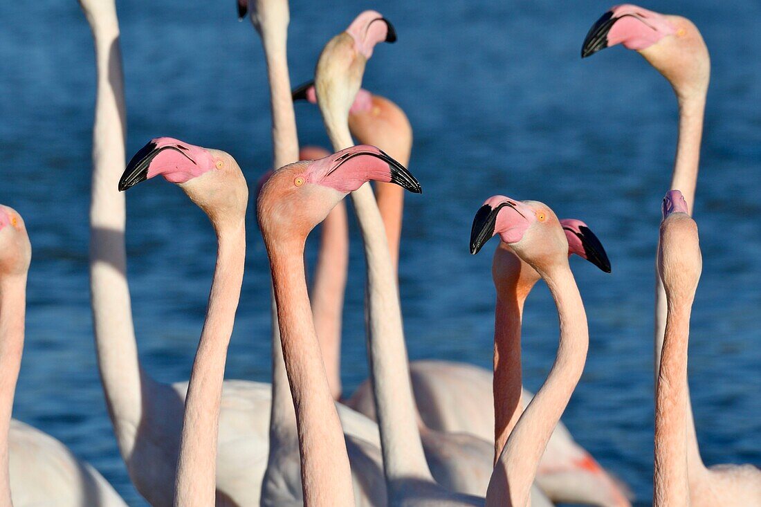 France, Bouches du Rhone, Camargue, Pont de Gau reserve, Flamingos (Phoenicopterus roseeus)\n