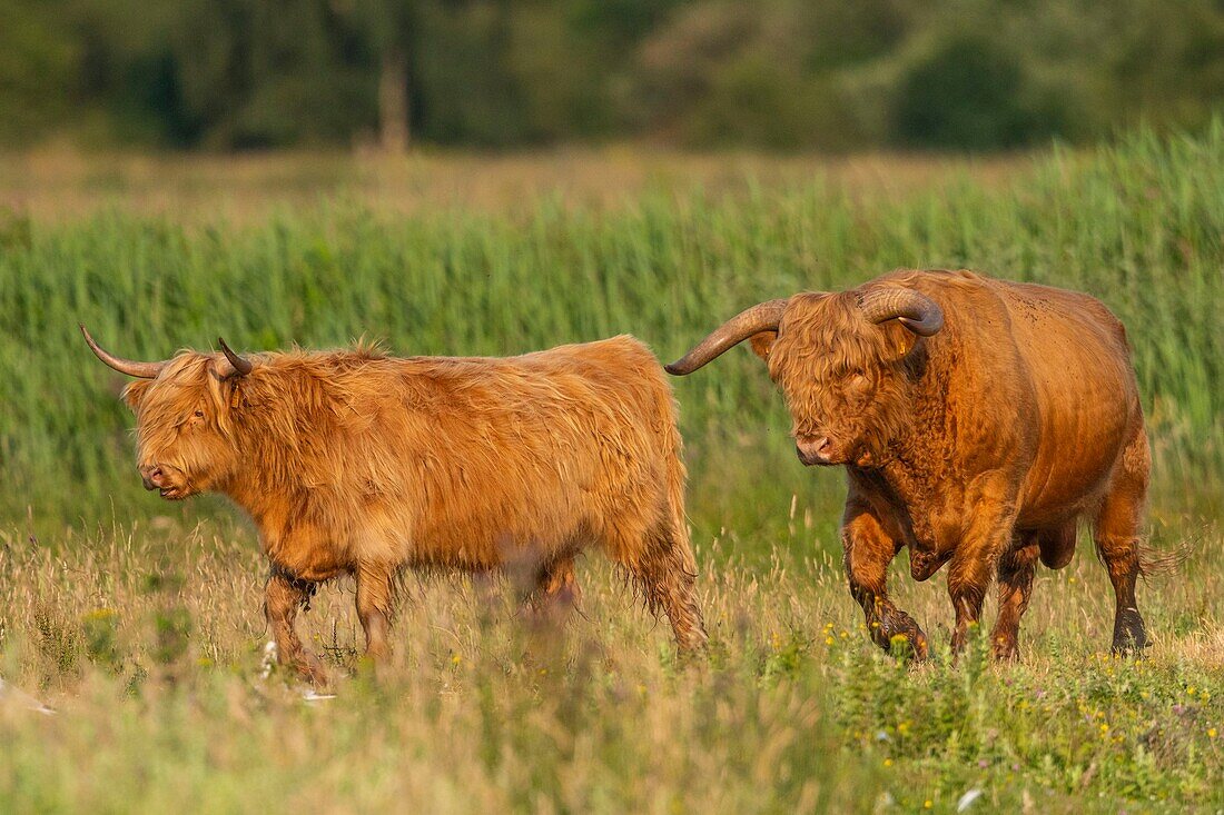 France, Somme, Somme Bay, Crotoy Marsh, Le Crotoy, Highland Cattle (Scottish cow) for marsh maintenance and eco grazing\n