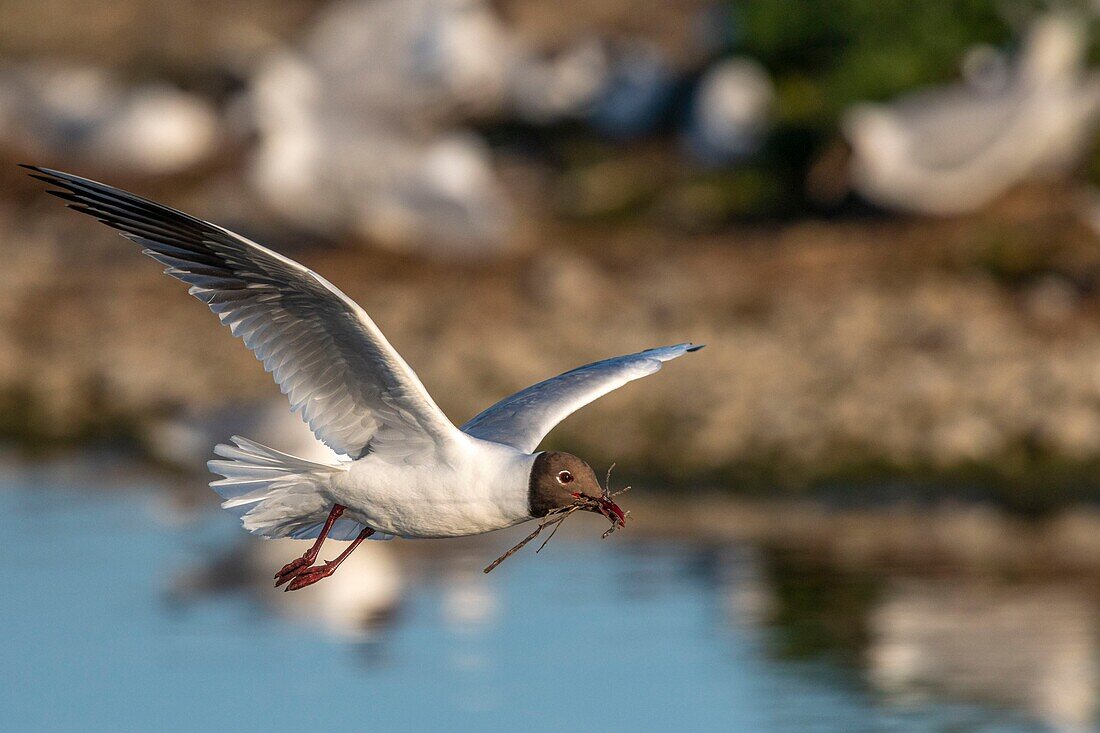 France, Somme, Bay of the Somme, Crotoy Marsh, Le Crotoy, every year a colony of black-headed gulls (Chroicocephalus ridibundus - Black-headed Gull) settles on the islets of the Crotoy marsh to nest and reproduce , the birds carry the branches for the construction of the nest\n