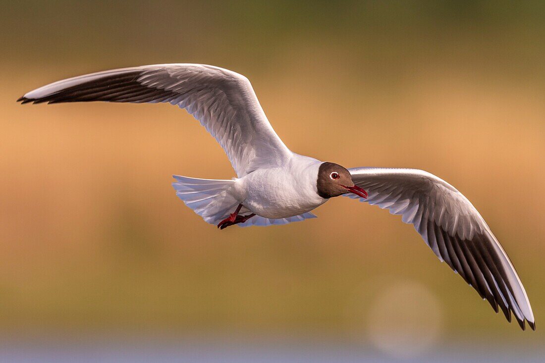 France, Somme, Baie de Somme, Le Crotoy, The Marsh du Crotoy welcomes each year a colony of Black-headed Gull (Chroicocephalus ridibundus), which come to nest and reproduce on islands in the middle of the ponds\n