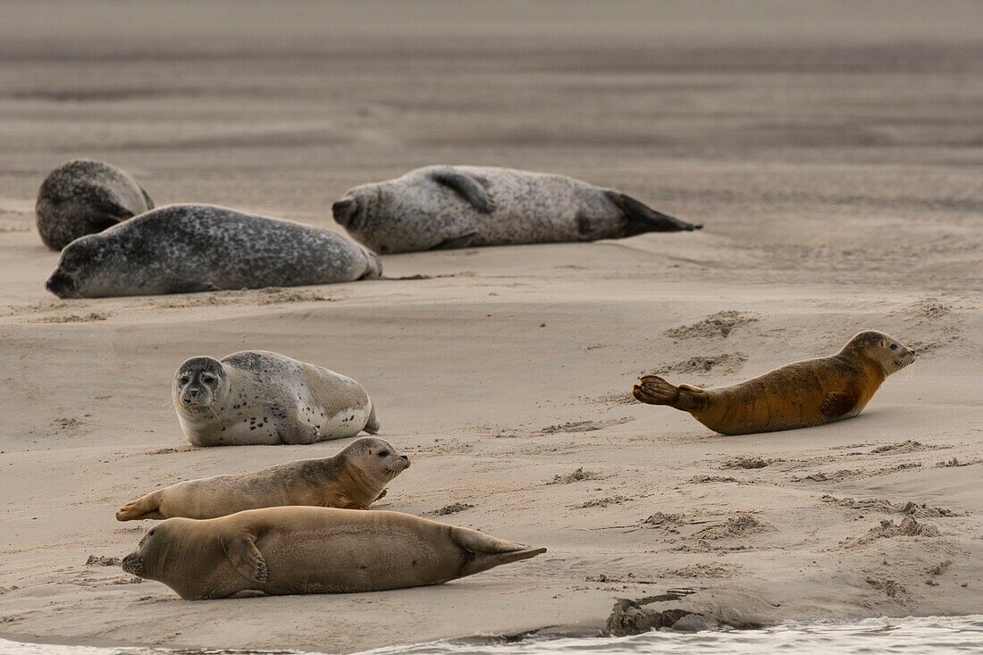 Frankreich, Pas de Calais, Authie Bay, Berck sur Mer, Seehund (Phoca vitulina), bei Ebbe ruhen die Seehunde auf den Sandbänken, von wo sie von der steigenden Flut verjagt werden