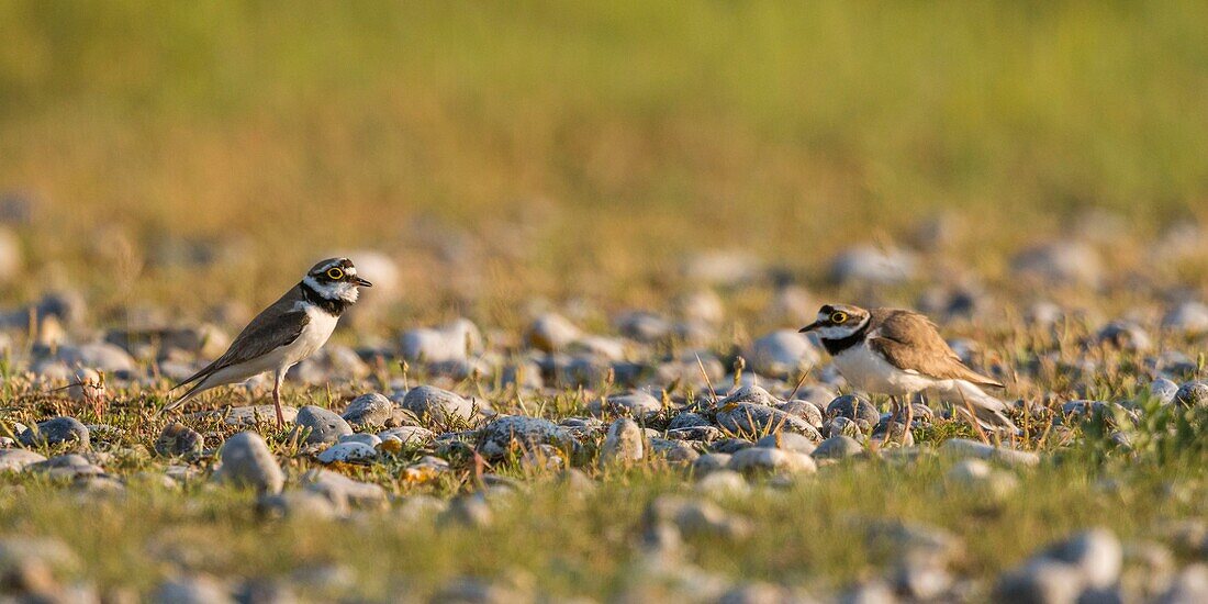 Frankreich, Somme, Baie de Somme, Cayeux sur Mer, Der Hable d'Ault, Wettbewerb um ein Weibchen, kleiner Flussregenpfeifer (Charadrius dubius, Little Ringed Plover) in kiesigen Wiesen und Kieselsteinen