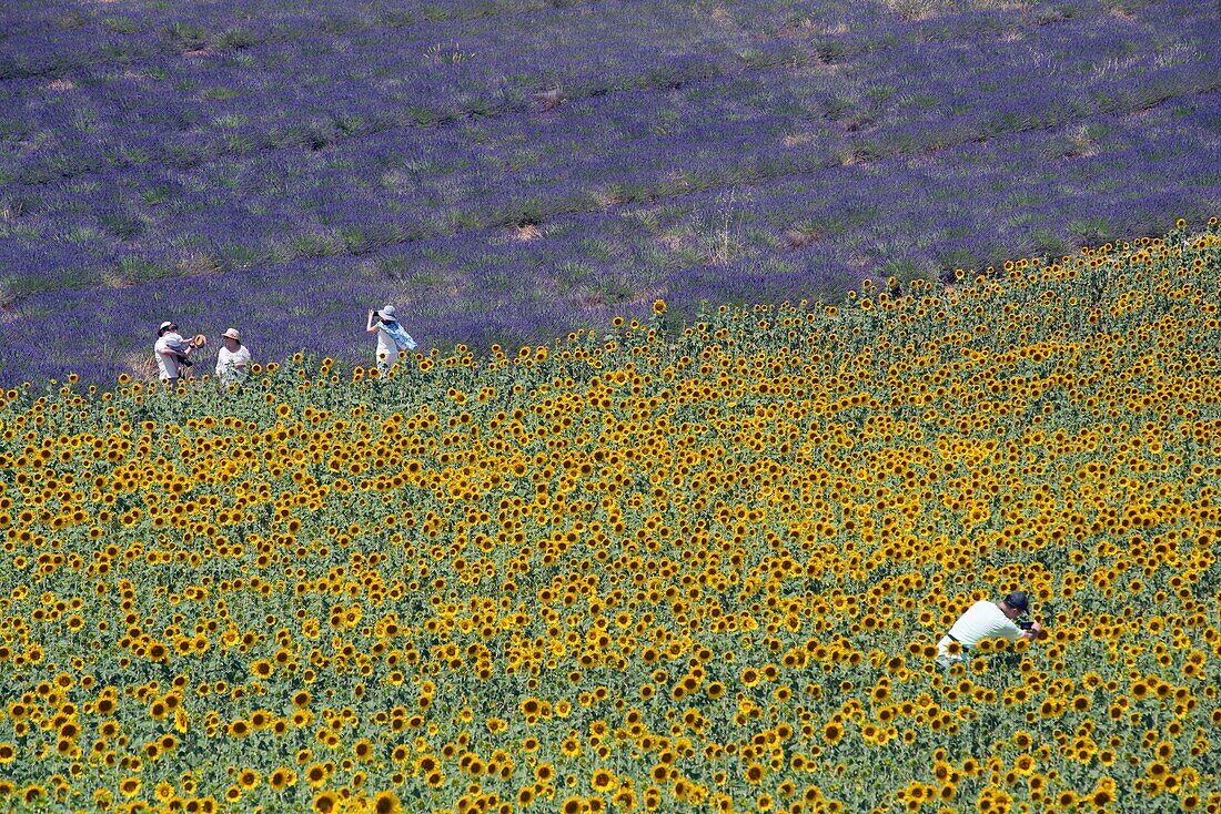 Frankreich, Alpes de Haute Provence, Hochebene von Valensole, Sonnenblumenfelder