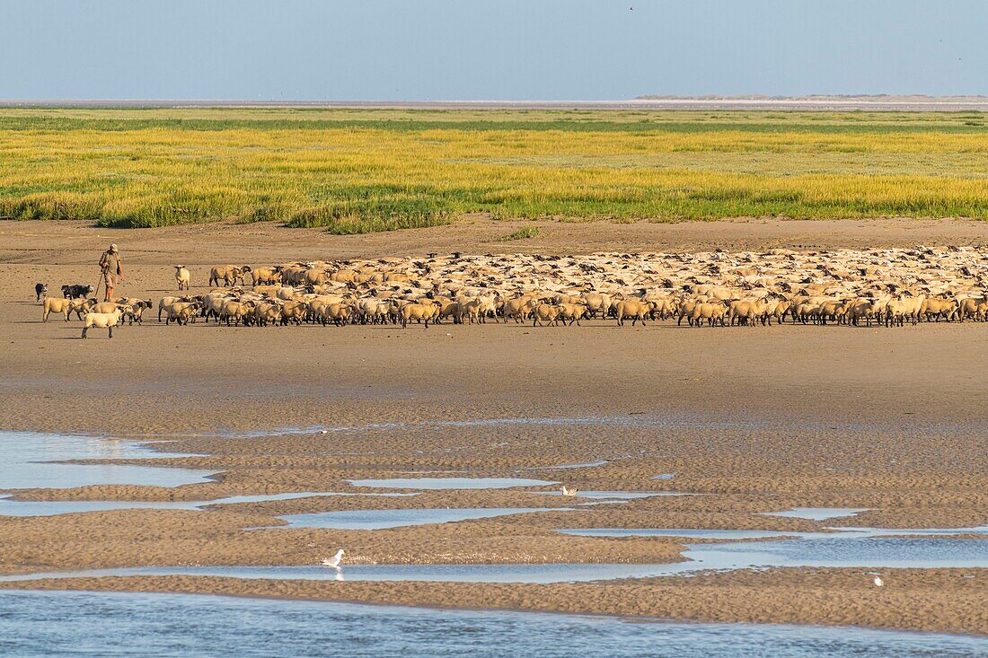 France, Somme, Somme Bay, Saint Valery sur Somme, salt-meadow sheep come to drink in the channel of the Somme facing the docks\n