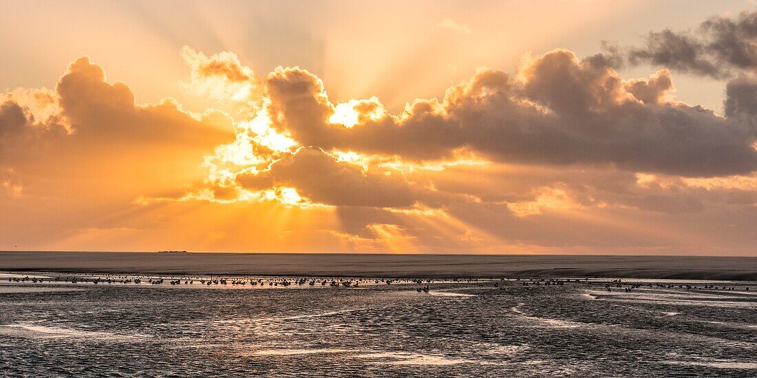 France, Somme, Somme Bay, Natural Reserve of the Somme Bay, Le Crotoy, Beaches of the Maye, Common Shelduck (Tadorna tadorna) at dusk\n