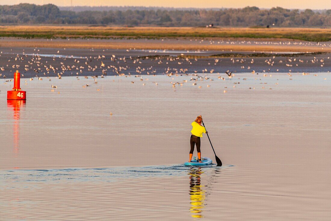 France, Somme, Somme Bay, Saint Valery sur Somme, Cape Hornu, Paddle in the channel of the Somme\n