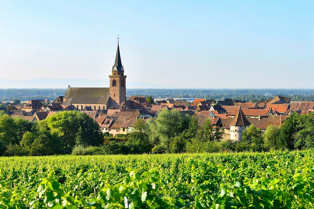 Frankreich, Haut Rhin, Elsässische Weinstraße, Bergheim, alte befestigte mittelalterliche Stadt inmitten der Weinberge