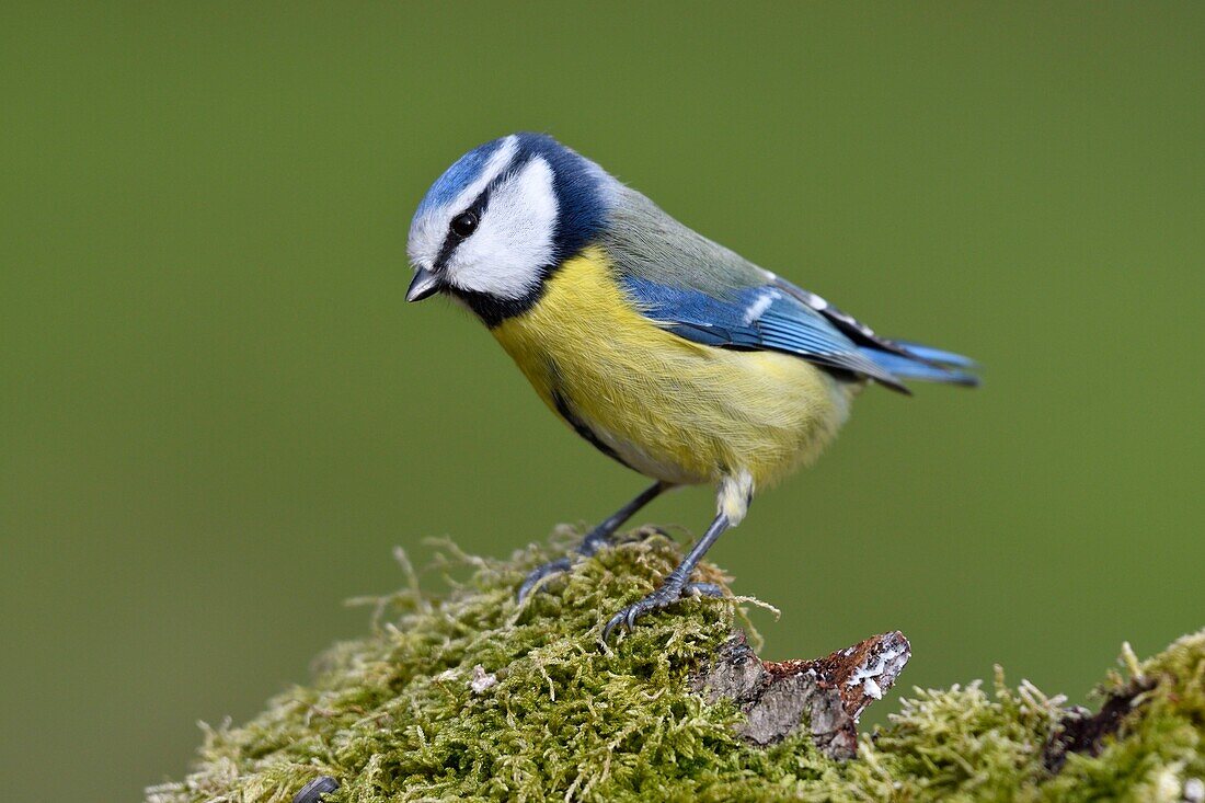 Frankreich, Doubs, Vogel, Blaumeise (Cyanistes caeruleus) auf einer moosbewachsenen Wurzel sitzend