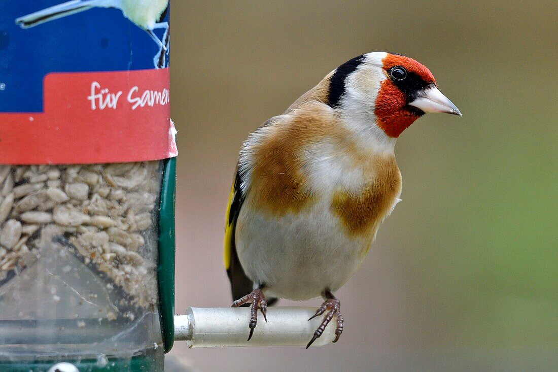 Frankreich, Doubs, Vogel, Stieglitz (Carduelis carduelis) am Sonnenblumenfutterhäuschen