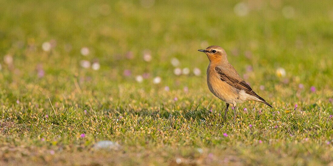 Frankreich, Somme, Baie de Somme, Cayeux sur Mer, Der Hable d'Ault, Nördlicher Steinschmätzer (Oenanthe oenanthe)