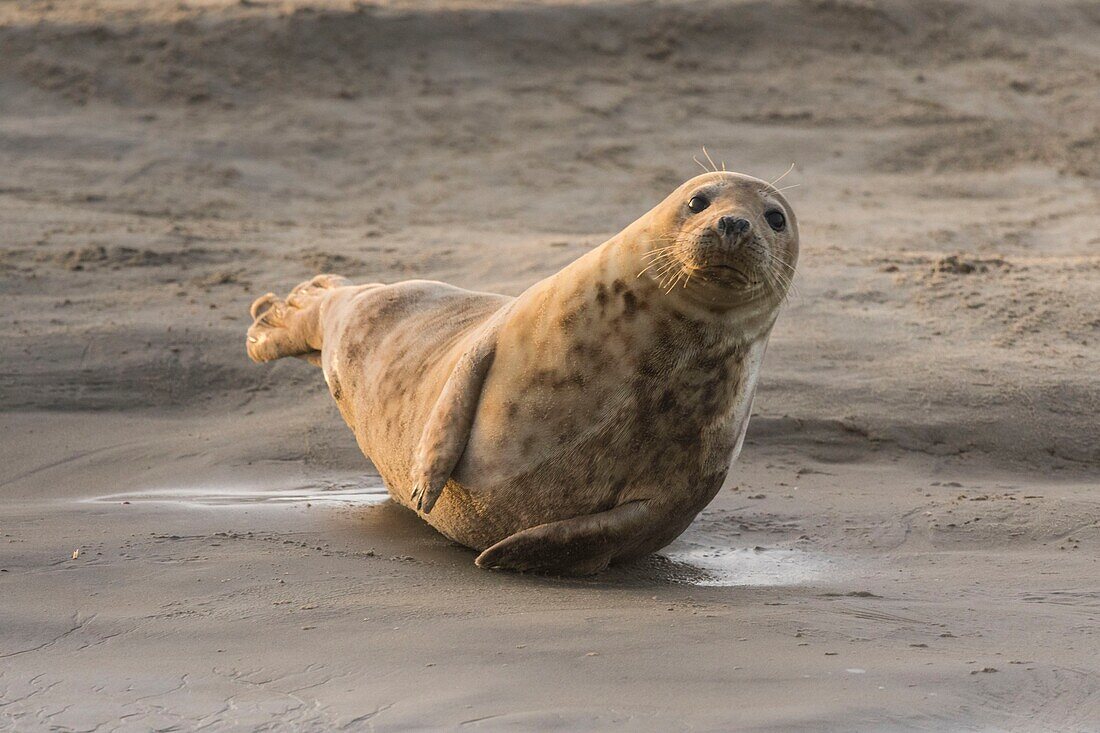 France, Pas de Calais, Authie Bay, Berck sur Mer, Grey seals (Halichoerus grypus), at low tide the seals rest on the sandbanks from where they are chased by the rising tide\n