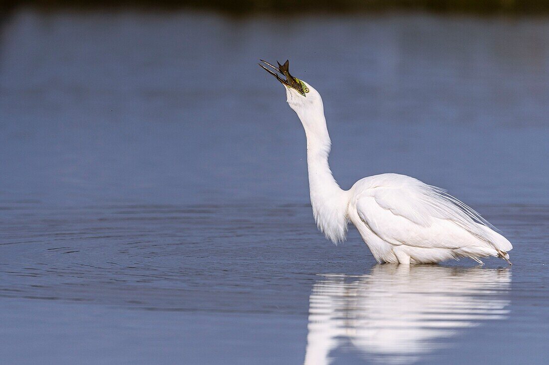 France, Somme, Baie de Somme, Le Crotoy, Crotoy Marsh, Great Egret (Ardea alba - Great Egret) fishing catching a fish\n