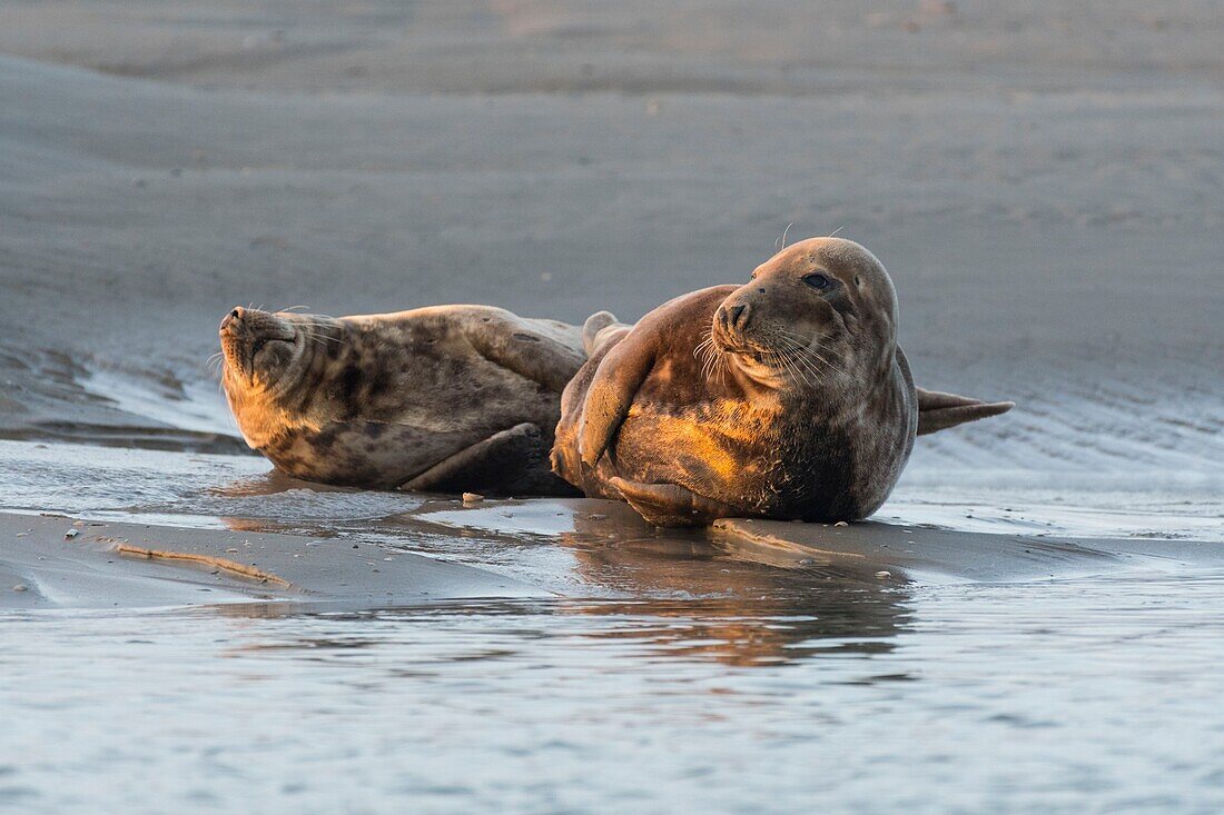 France, Pas de Calais, Authie Bay, Berck sur Mer, Grey seals (Halichoerus grypus), at low tide the seals rest on the sandbanks from where they are chased by the rising tide\n