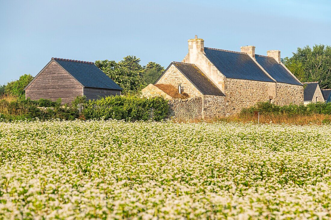 France, Finistere, Plogoff, buckwheat cultivation (Fagopyrum esculentum)\n