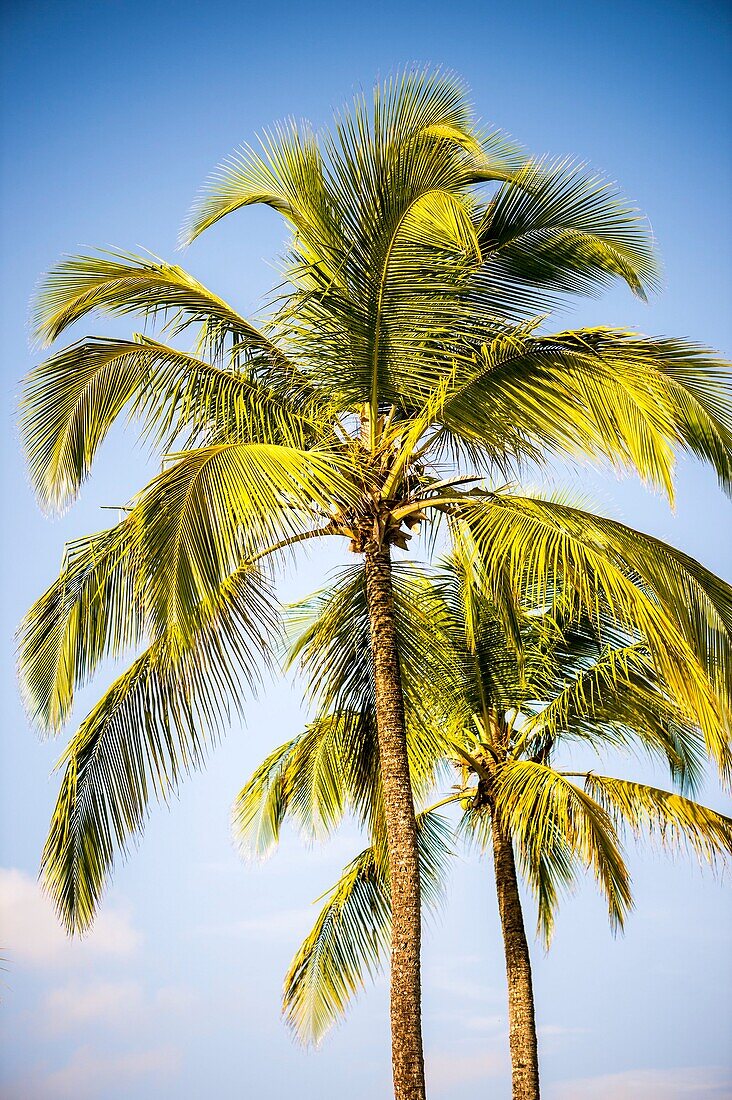 Frankreich, Karibik, Kleine Antillen, Guadeloupe, Grande-Terre, Le Gosier, Kreolisches Strandhotel, Kokospalmen im Garten