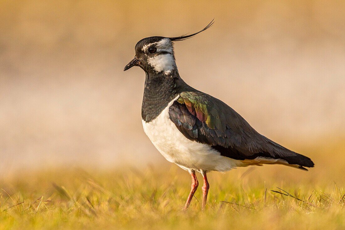 Frankreich, Somme, Baie de Somme, Cayeux sur Mer, Der Hable d'Ault, Kiebitz (Vanellus vanellus)