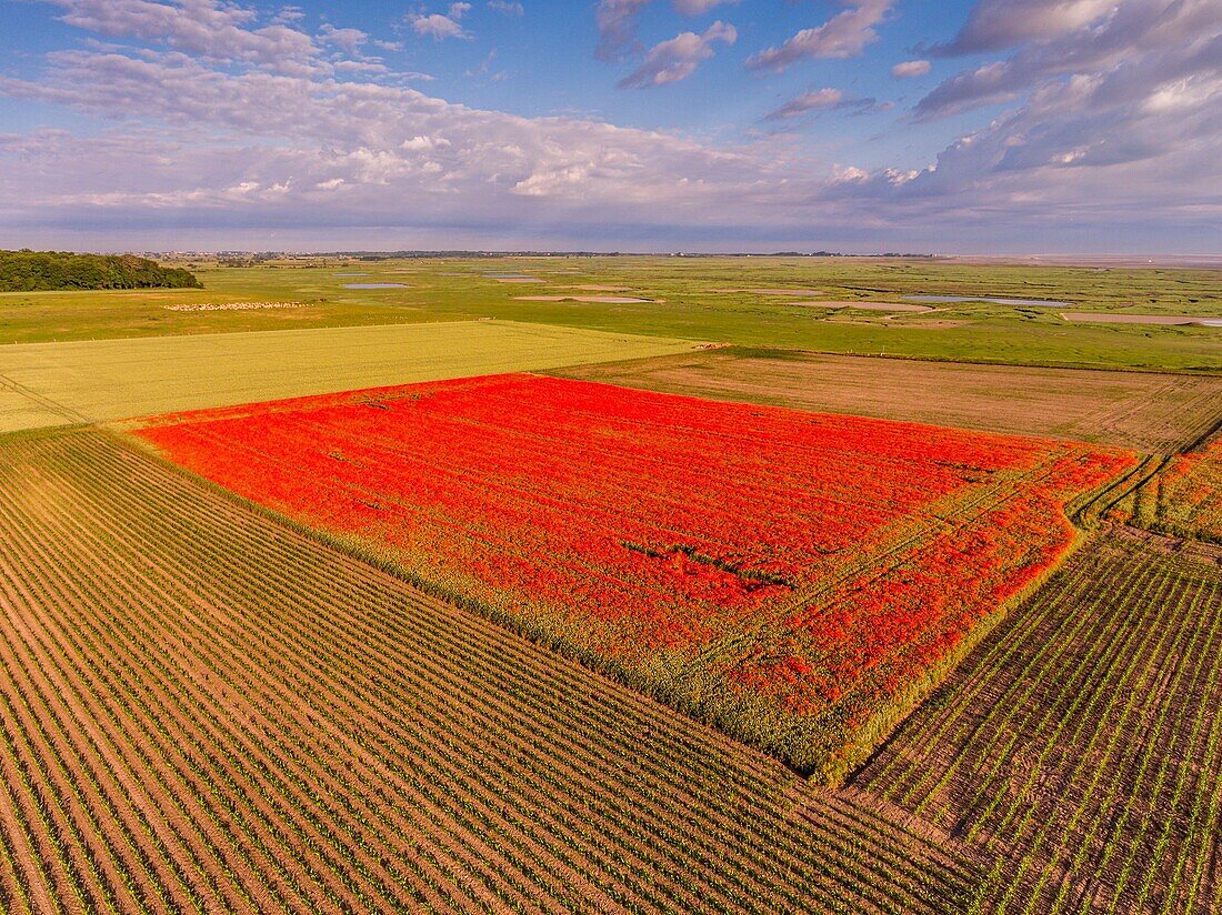 Frankreich, Somme, Bucht der Somme, Saint-Valery-sur-Somme, Die Mohnfelder zwischen Saint-Valery-sur-Somme und Pendé sind zu einer echten Touristenattraktion geworden und viele Menschen kommen, um dort zu fotografieren (Luftaufnahme)