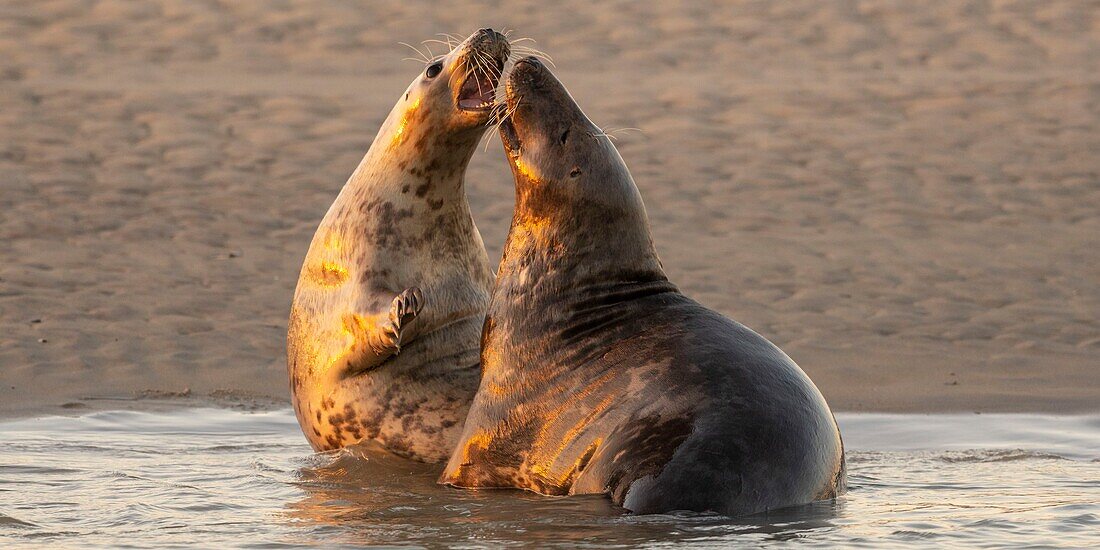 France, Pas de Calais, Authie Bay, Berck sur Mer, Grey Seal Games (Halichoerus grypus), at the beginning of autumn it is common to observe the grey seals playing between them in simulacra of combat, it's also a sign that the mating season is approaching\n