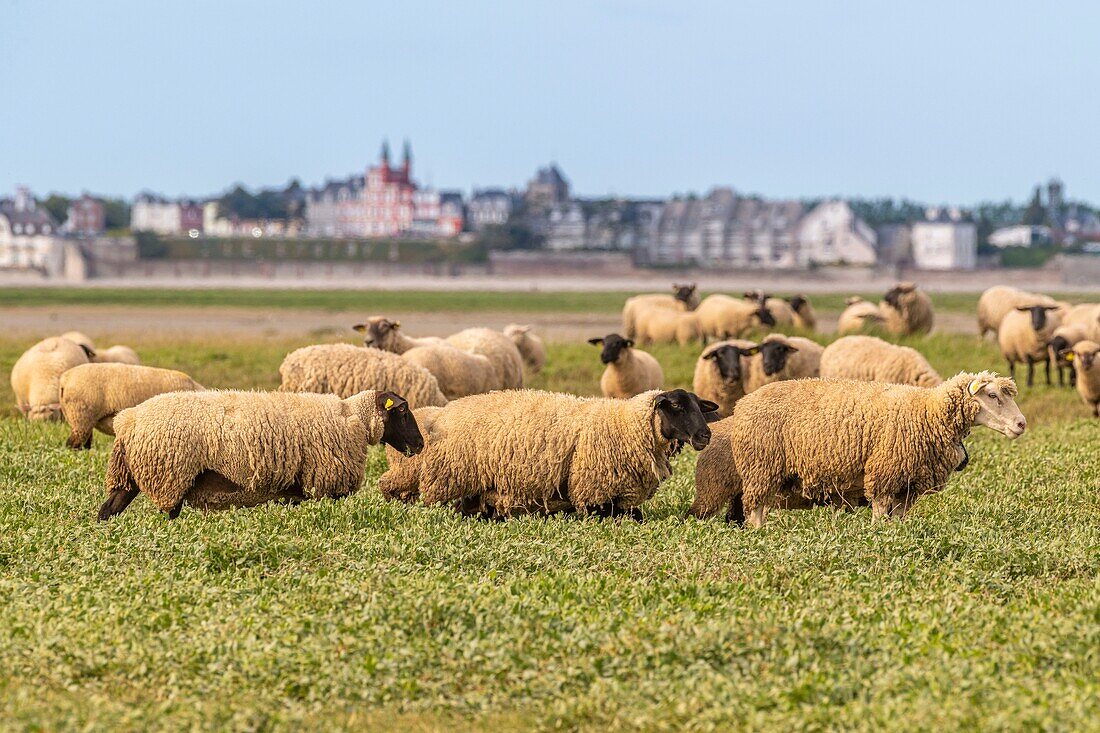 "Frankreich, Somme, Somme-Bucht, Saint Valery sur Somme, Kap Hornu, Schafe auf gesalzenen Wiesen gegenüber von Le Crotoy; die Schafe im Vorland sind eine kontrollierte Herkunftsbezeichnung (COA) mit der Verpflichtung, mehrere Monate im Jahr halophile Pflanzen zu weiden"