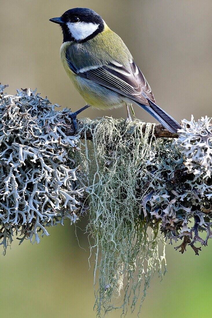 France, Doubs, bird, great tit (Parus major) on a branch covered with lichens and moss\n
