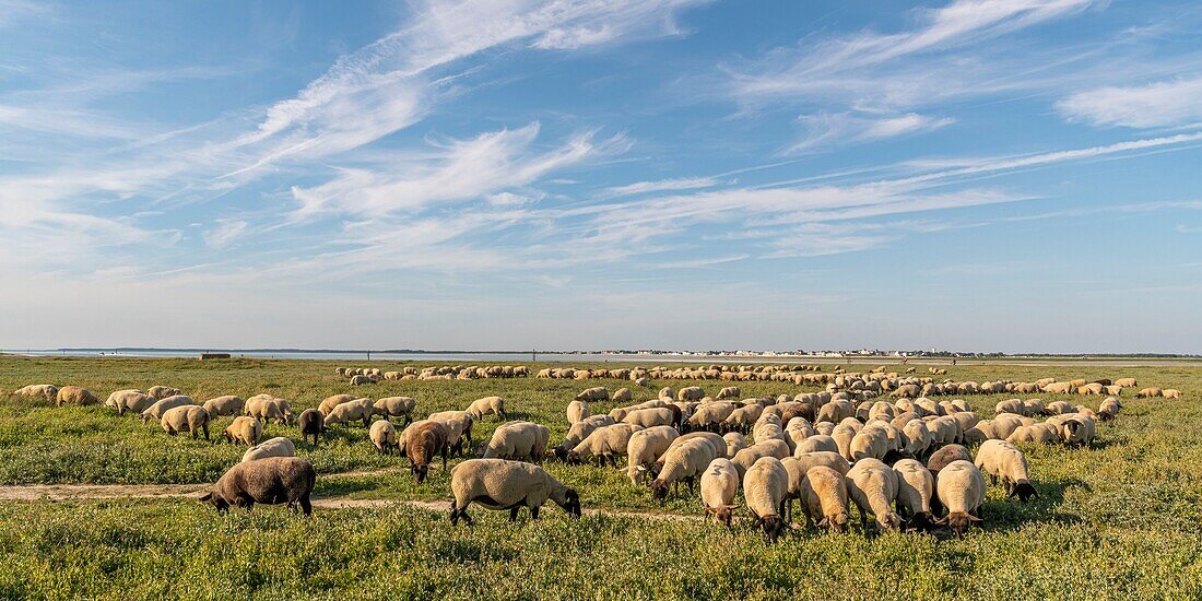 France, Somme, Somme Bay, Saint-Valery-sur-Somme, Cape Hornu, Flock of sheep of salted meadows at Cape Hornu facing Le Crotoy\n