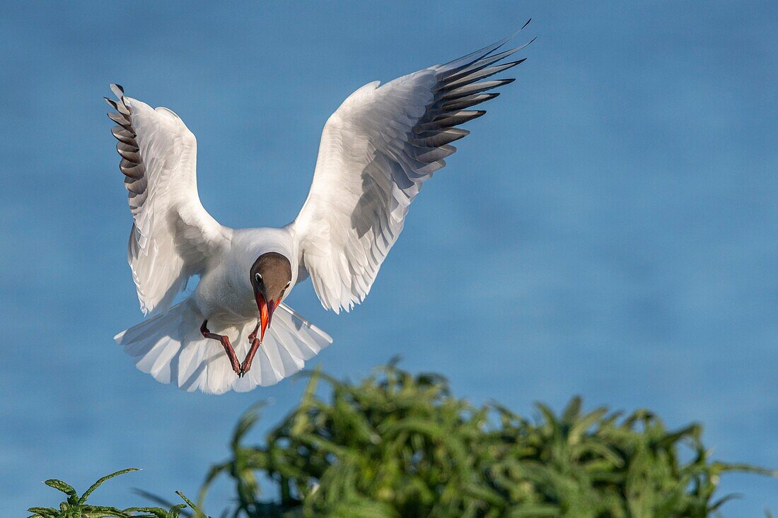 France, Somme, Baie de Somme, Le Crotoy, The Marsh du Crotoy welcomes each year a colony of Black-headed Gull (Chroicocephalus ridibundus), which come to nest and reproduce on islands in the middle of the ponds\n