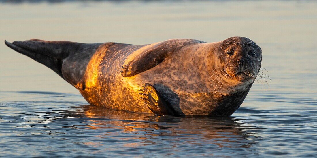 France, Pas de Calais, Authie Bay, Berck sur Mer, common seal (Phoca vitulina), at low tide the seals rest on the sandbanks from where they are chased by the rising tide\n