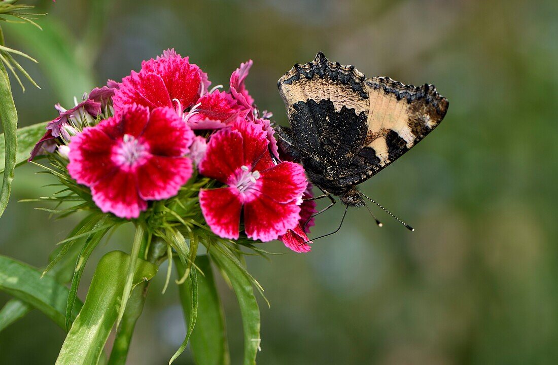 France, Haute-Saone, Champagney, garden, Small tortoiseshell (Aglais urticae)\n