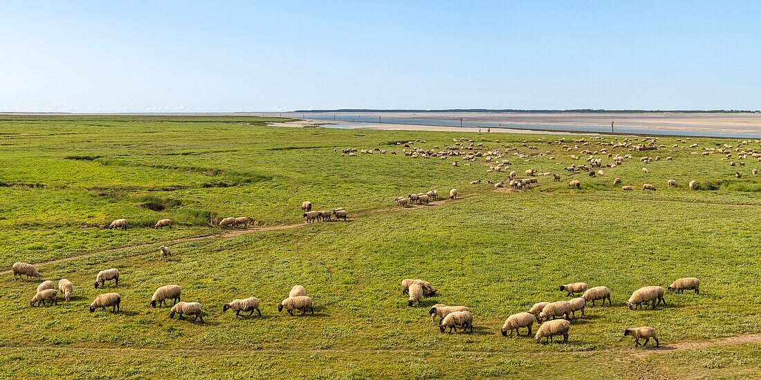 "France, Somme, Somme Bay, Saint Valery sur Somme, Cape Hornu, Sheeps in salted meadows facing Le Crotoy; foreshore sheep are a Controlled Origin Appellation (COA) with the obligation to graze halophilic plants several months of the year"\n