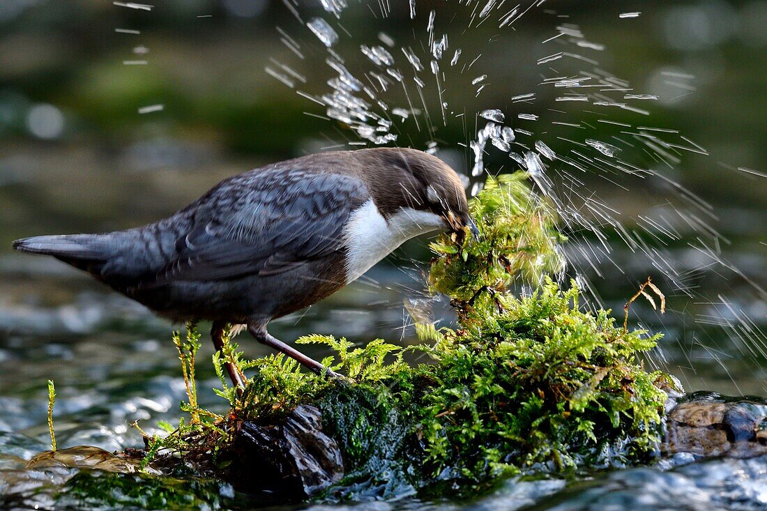 France, Doubs, Creuse Valley, bird, diving Cincle (Cinclus cinclus), nest construction\n