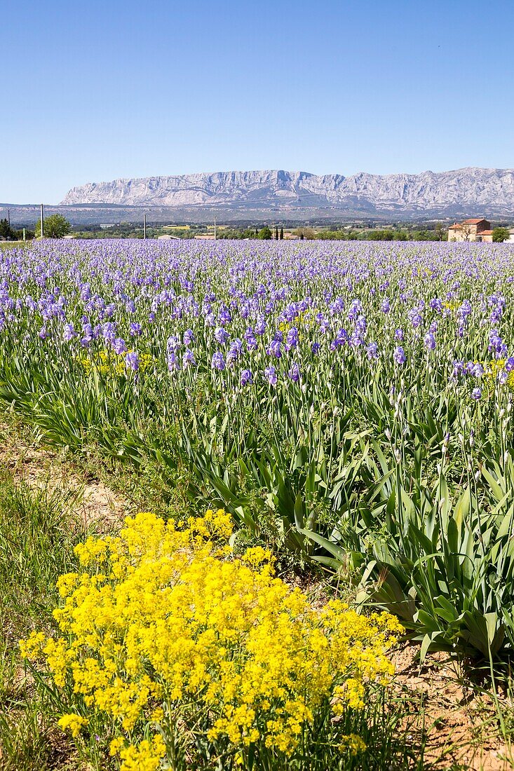 France, Bouches du Rhône, Pays d'Aix, Grand Site Sainte-Victoire, Trets, Iris fields of Dalmatian (iris pallida) facing Sainte-Victoire mountain\n