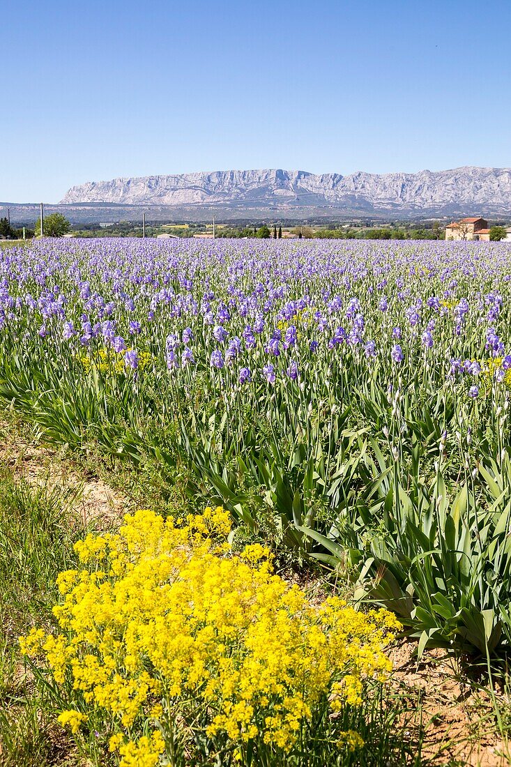 Frankreich, Bouches du Rhône, Pays d'Aix, Grand Site Sainte-Victoire, Trets, Irisfelder der Dalmatiner (iris pallida) gegenüber dem Berg Sainte-Victoire