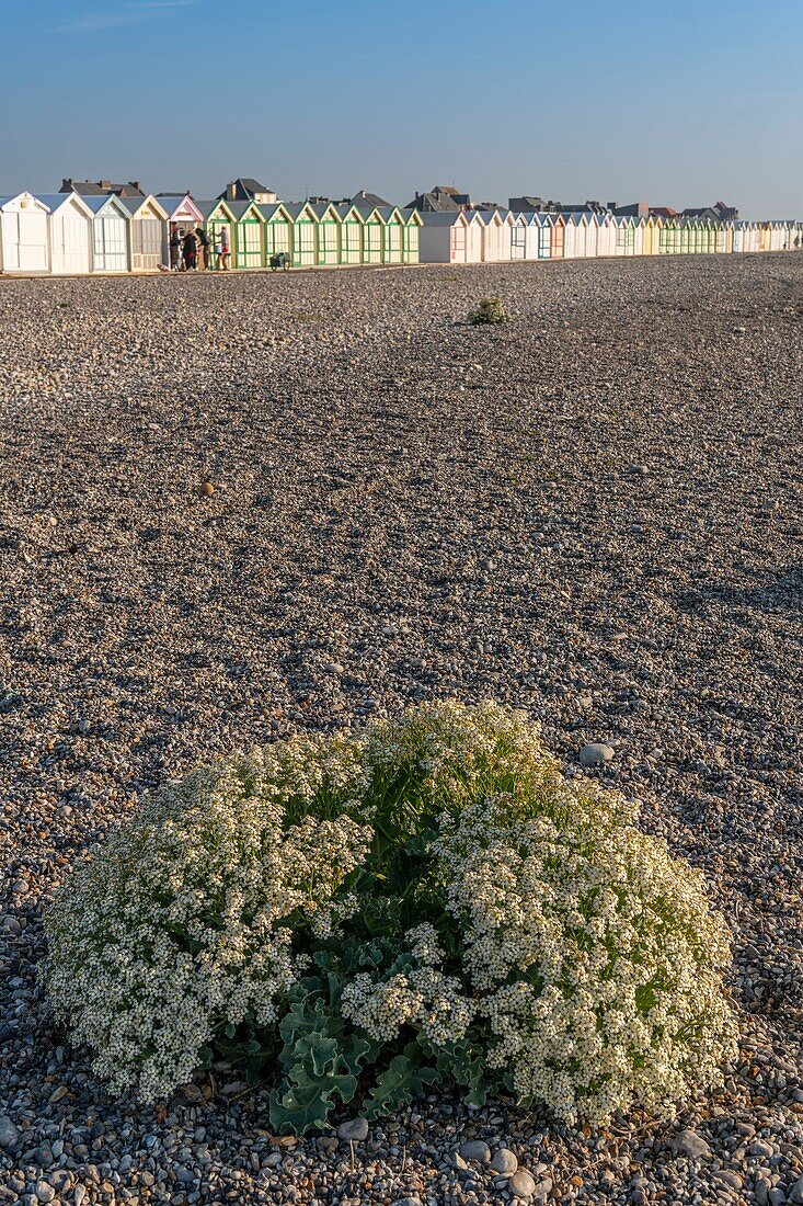 Frankreich, Somme, Baie de Somme, Cayeux sur Mer, Meerkohl (Crambe maritima) auf der Kieselsteinschnur