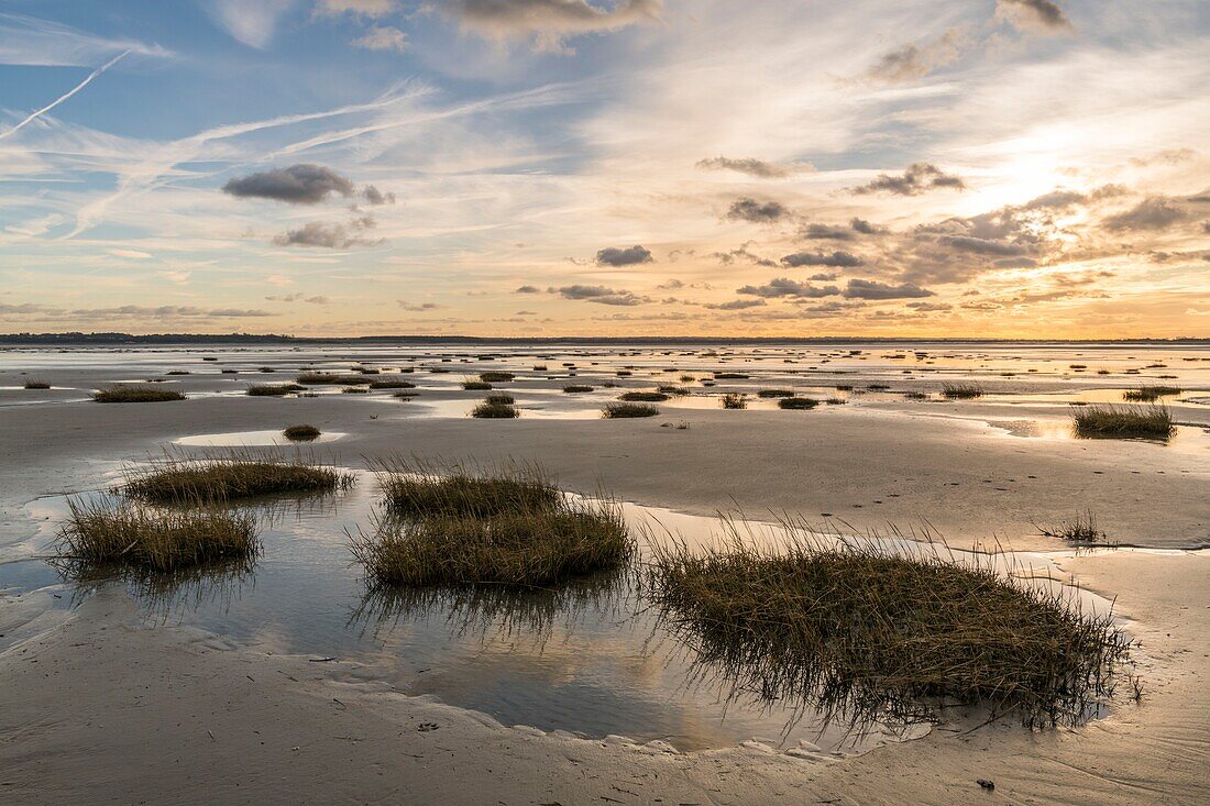 "Frankreich, Somme, Somme-Bucht, Strand von Crotoy, Büschel der Townsend-Spartine (Spartina townsendii); vom Strand von Crotoy aus messen wir die Verschlammung der Somme-Bucht und die Entwicklung der sich ansiedelnden Pionierpflanzen"