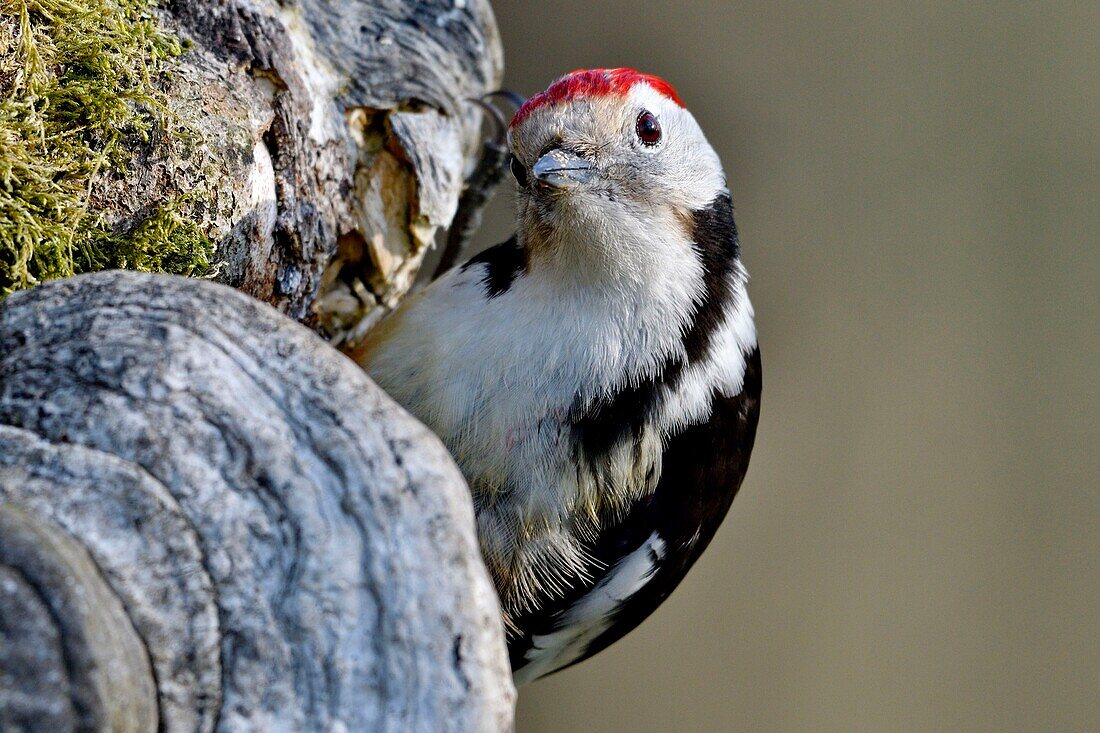 France, Doubs, bird, woodpecker (Dendrocopos medius) foraging on an old trunk\n