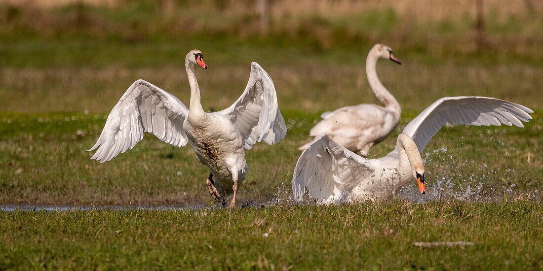 France, Somme, Baie de Somme, Le Crotoy, Mute Swan (Cygnus olor - Mute Swan) defending its territory while a group of young swans landed on the pond where he made his nest\n