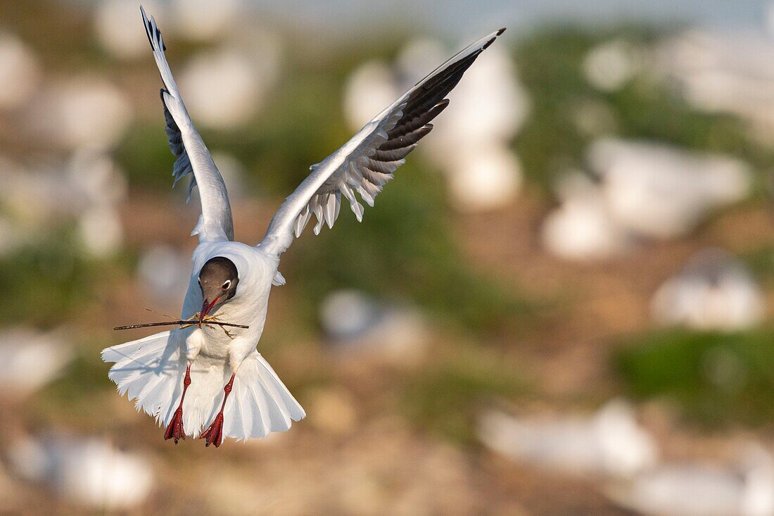 France, Somme, Bay of the Somme, Crotoy Marsh, Le Crotoy, every year a colony of black-headed gulls (Chroicocephalus ridibundus - Black-headed Gull) settles on the islets of the Crotoy marsh to nest and reproduce , the birds carry the branches for the construction of the nest\n