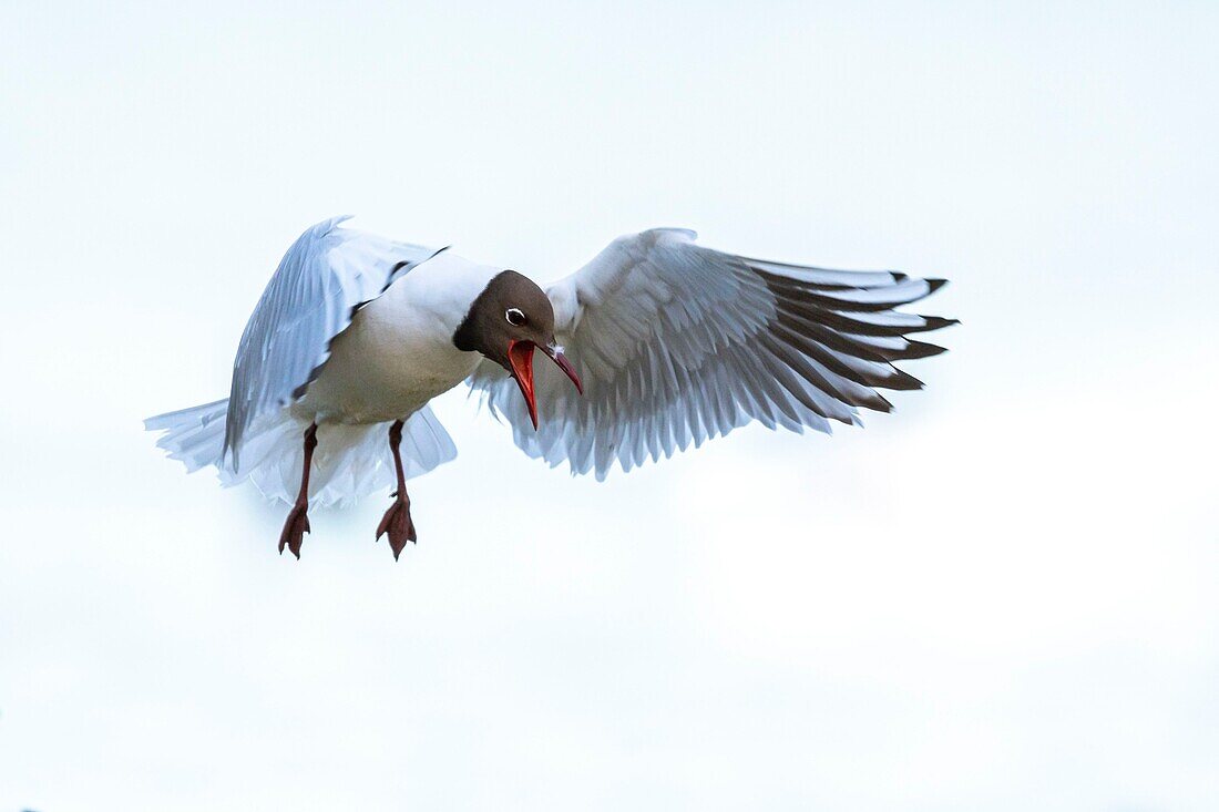 France, Somme, Baie de Somme, Le Crotoy, The Marsh du Crotoy welcomes each year a colony of Black-headed Gull (Chroicocephalus ridibundus), which come to nest and reproduce on islands in the middle of the ponds\n