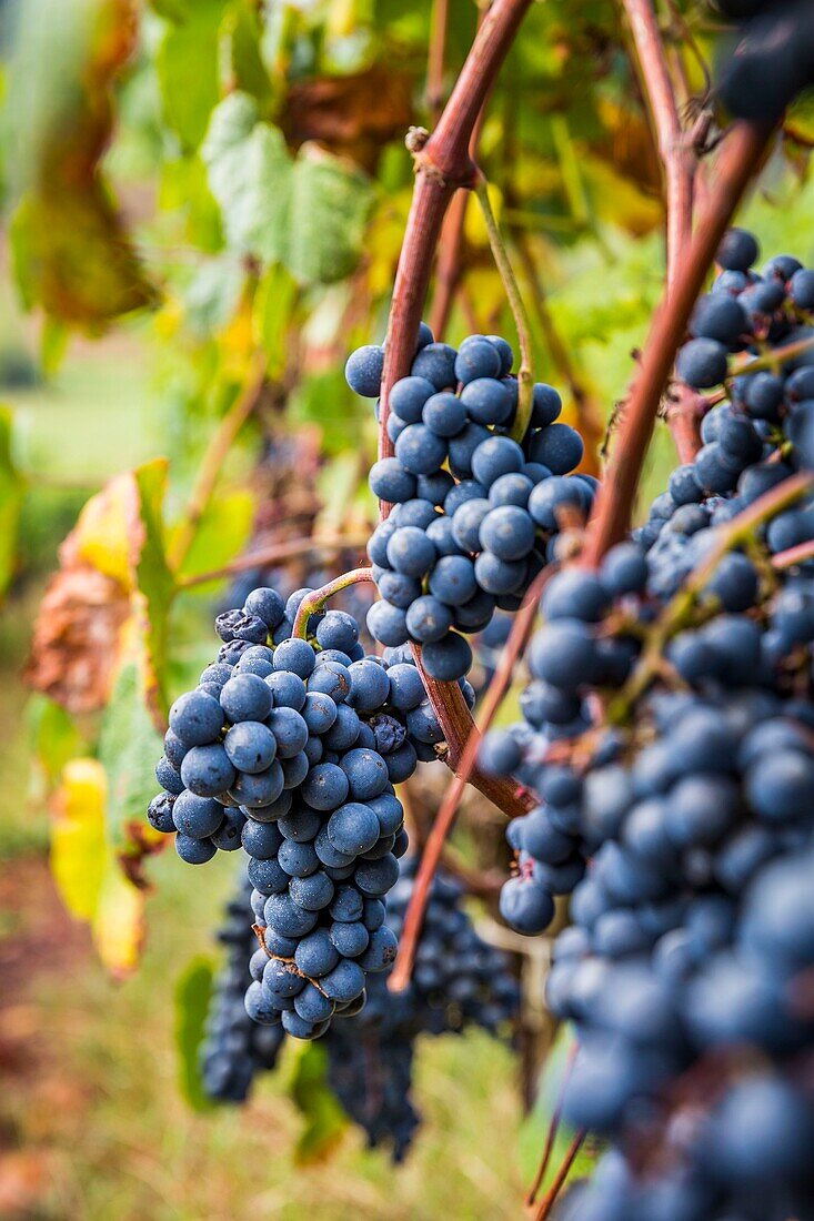 France, Pyrenees Atlantique, Basque Country, Irouleguy, Harvest in Arretxea Estate\n