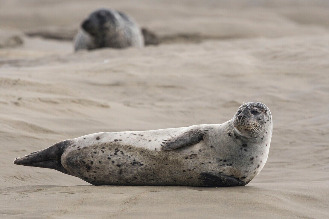 France, Pas de Calais, Authie Bay, Berck sur Mer, common seal (Phoca vitulina), at low tide the seals rest on the sandbanks from where they are chased by the rising tide\n