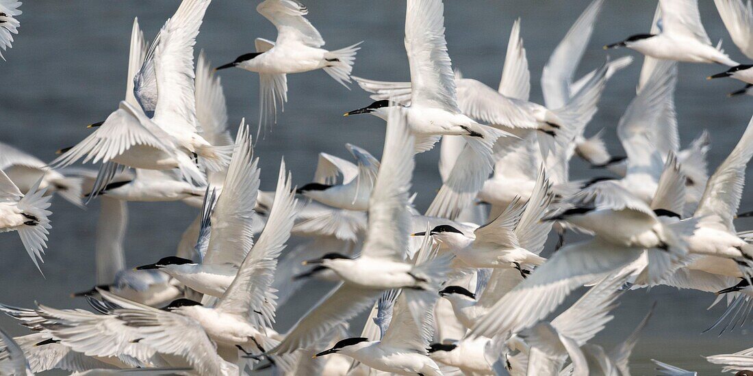 Frankreich, Somme, Baie de Somme, Cayeux sur Mer, der Hable d'Ault beherbergt regelmäßig eine Kolonie von Brandseeschwalben (Thalasseus sandvicensis ) zur Brutzeit, hier verursacht ein Raubvogel den Flug aller Vögel