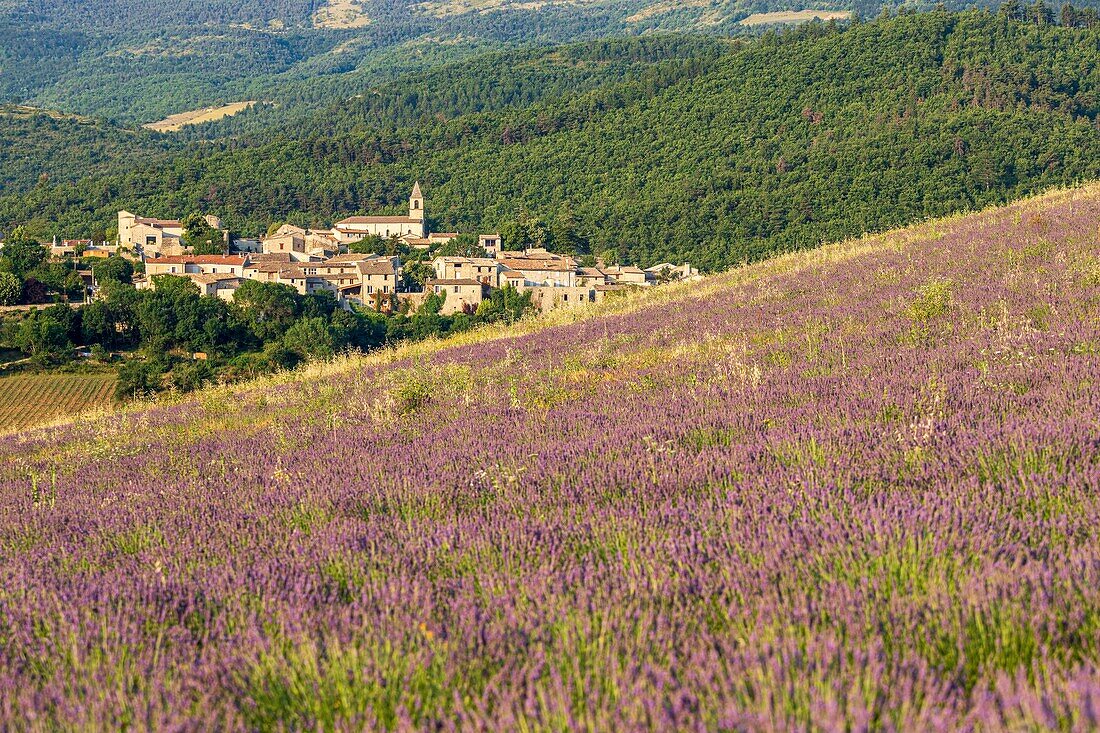 France, Drôme, Regional Natural Park Baronnies Provençal, Saint-Auban-sur-l'Ouvèze, the village and lavender field\n