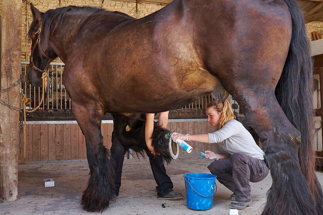 France, Charente Maritime, Dampierre sur Boutonne, Asinerie du Baudet du Poitou, Poitevin draft horse, Hoof care\n