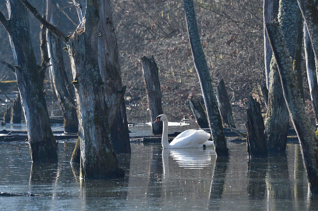 Frankreich, Haut Rhin, Kleine elsässische Camargue, Höckerschwan (Cignus olor) schwimmt in einem bewaldeten Sumpf