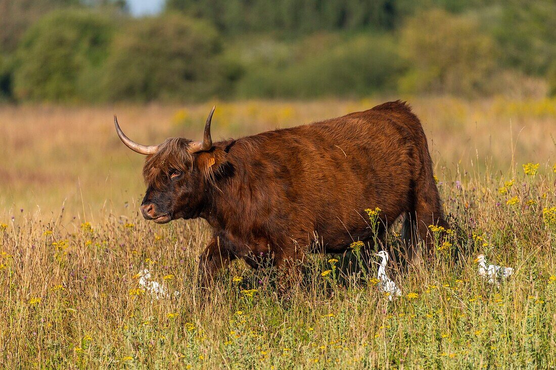 France, Somme, Somme Bay, Crotoy Marsh, Le Crotoy, Highland Cattle (Scottish cow) for marsh maintenance and eco grazing\n