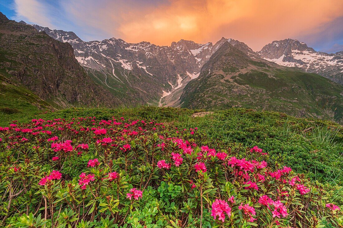 Frankreich, Hautes Alpes, Nationalpark von Ecrins, Tal von Valgaudemar, La Chapelle en Valgaudemar, der Gletscherzirkus von Gioberney, blühender Rhododendron ferruginous (Rhododendron ferrugineum), rechts die Bans (3669m)