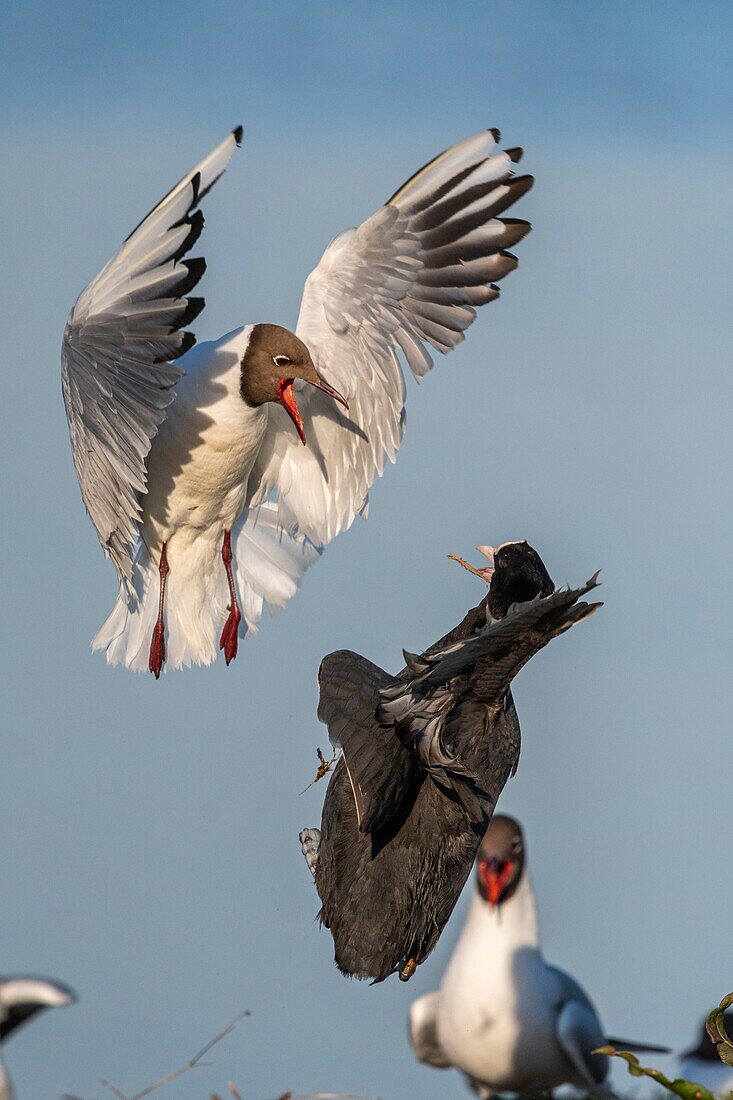 Frankreich, Somme, Somme-Bucht, Crotoy-Sumpf, Le Crotoy, jedes Jahr lässt sich eine Lachmöwenkolonie (Chroicocephalus ridibundus) auf den kleinen Inseln des Crotoy-Sumpfes nieder, um dort zu nisten und sich fortzupflanzen, es kommt dann häufig zu Konflikten, insbesondere wenn ein Blässhuhn beschließt, an der gleichen Stelle zu nisten