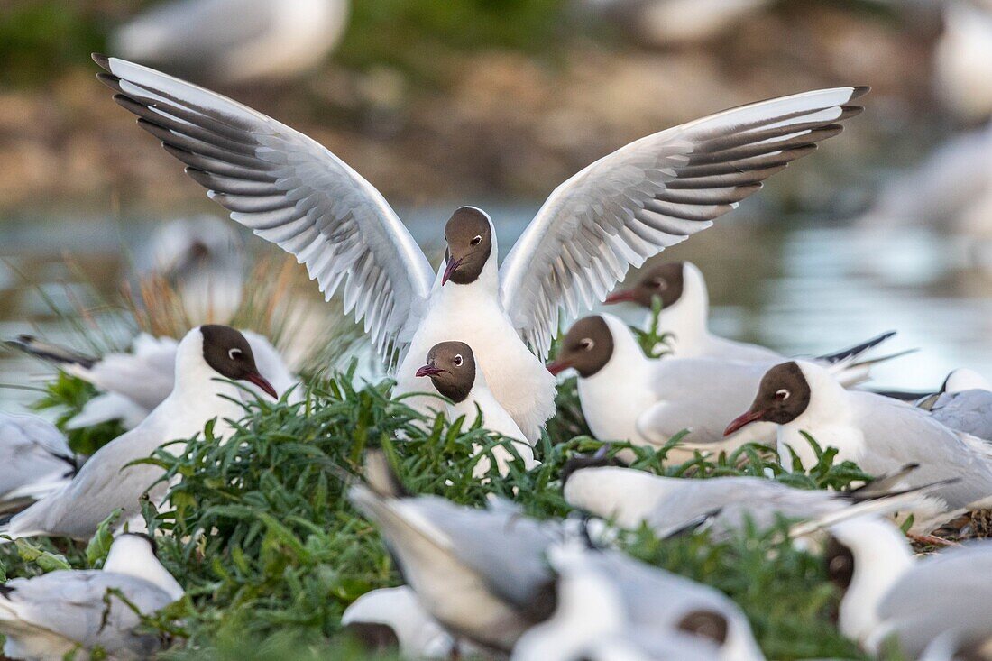 Frankreich, Somme, Baie de Somme, Le Crotoy, Der Sumpf von Crotoy beherbergt jedes Jahr eine Lachmöwenkolonie (Chroicocephalus ridibundus - Lachmöwe), die auf den Inseln in der Mitte der Teiche nistet und sich fortpflanzt, die Paarungen sind regelmäßig