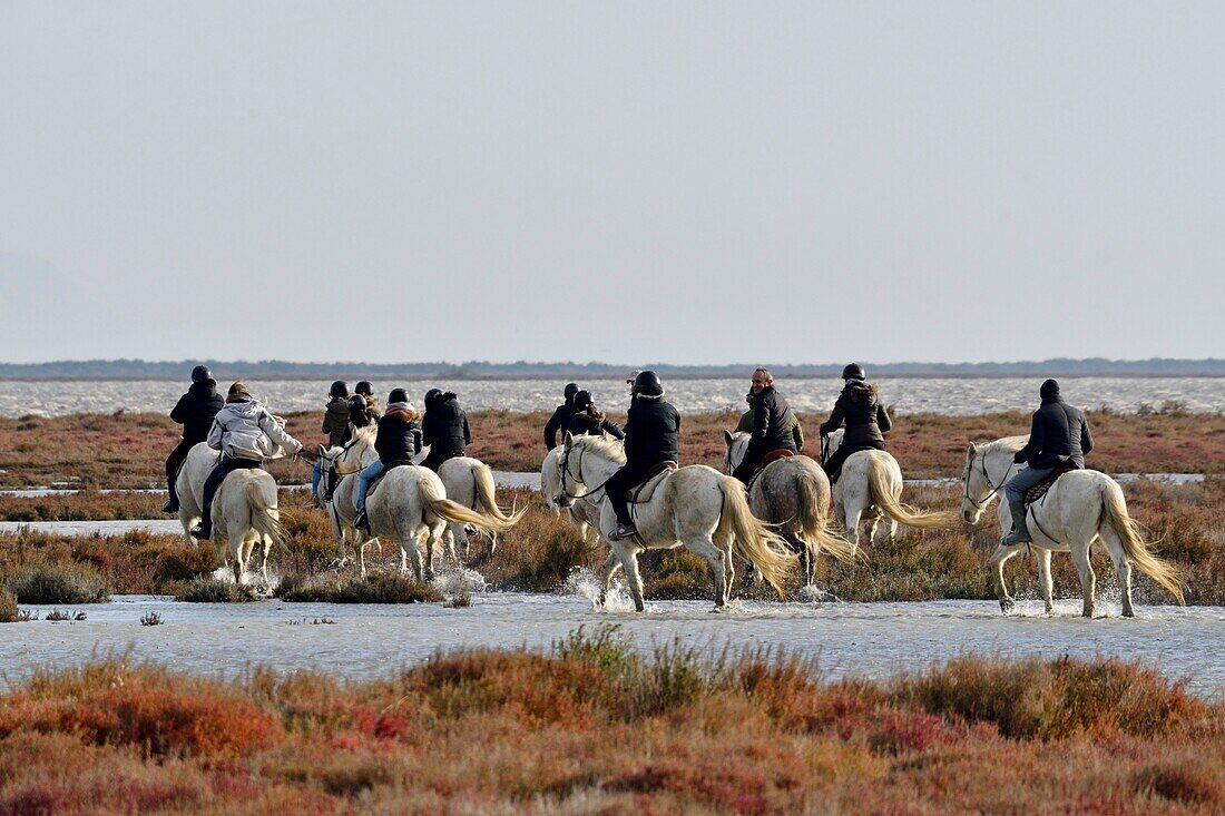 France, Bouches du Rhone, Camargue, Saintes Maries de la Mer, equestrian ride around the pond of Vaccarès\n