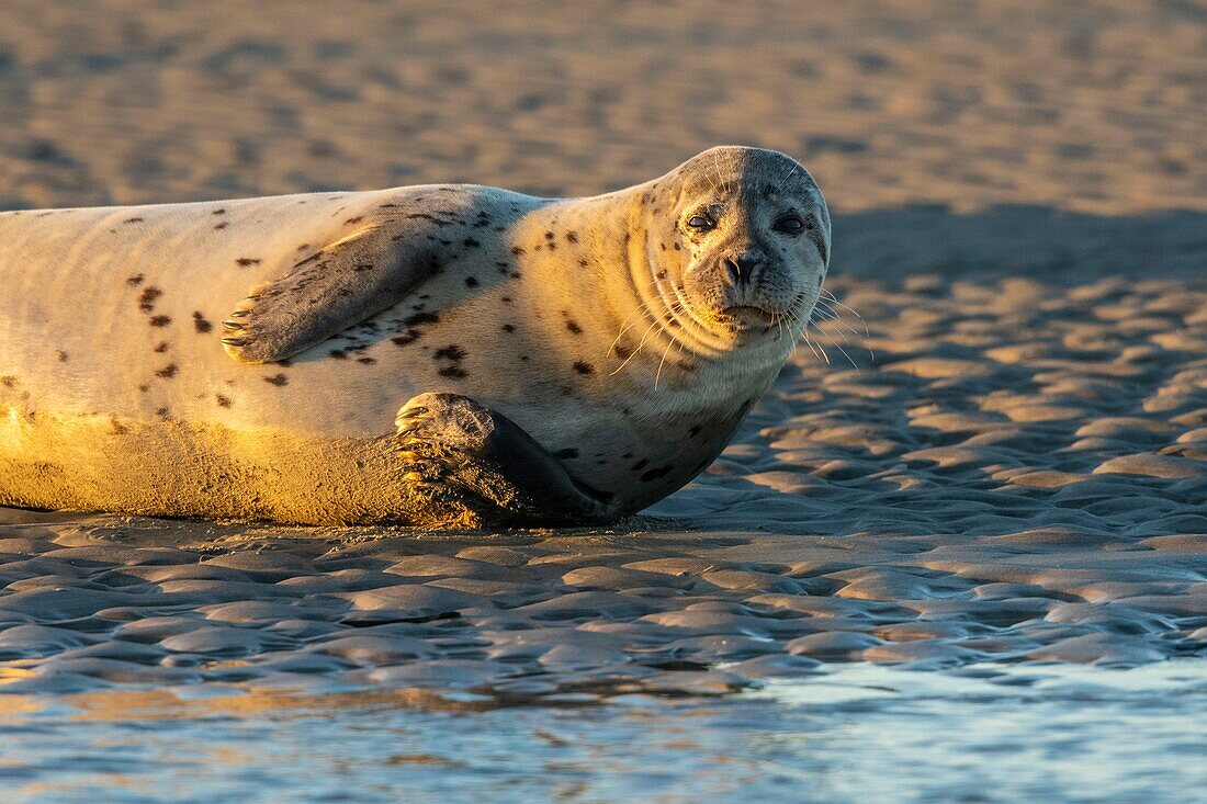 France, Pas de Calais, Authie Bay, Berck sur Mer, common seal (Phoca vitulina), at low tide the seals rest on the sandbanks from where they are chased by the rising tide\n